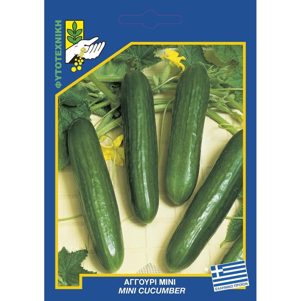 11 Mini cucumber saffa result