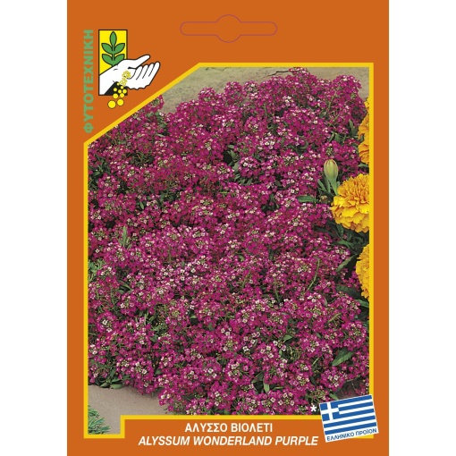 312 Alyssum purple