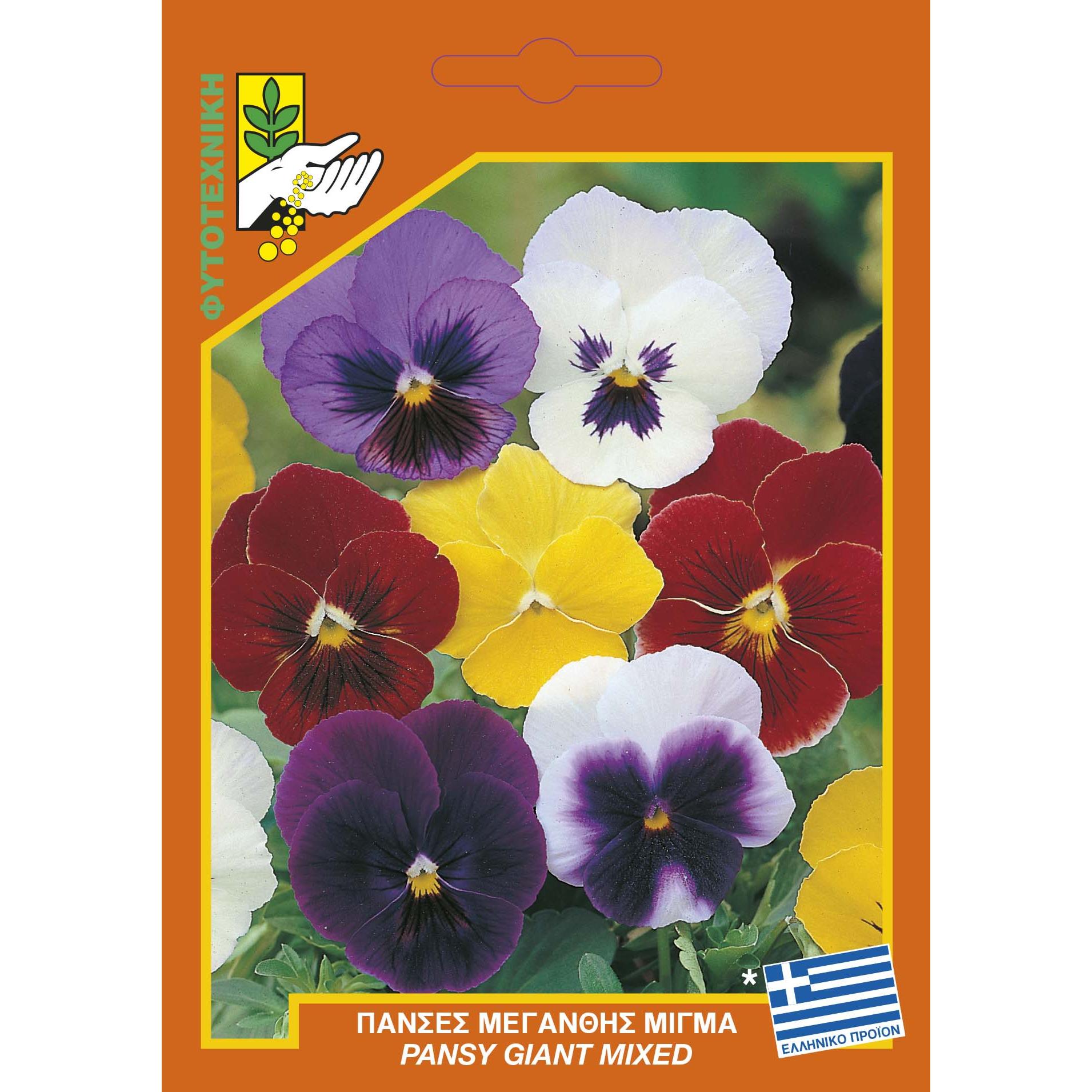 545 Pansy giant