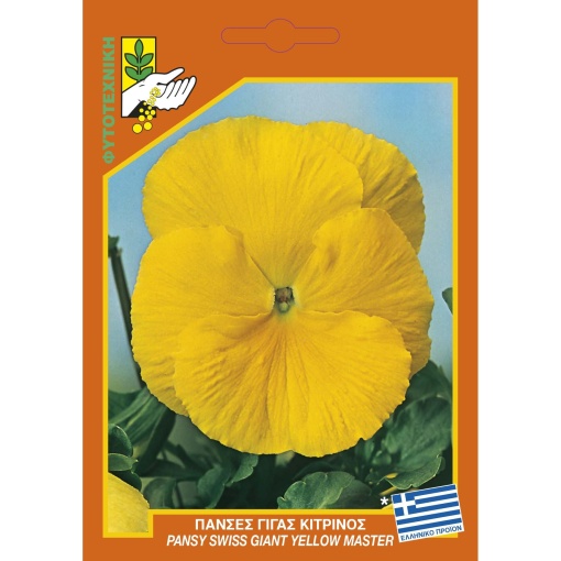 546 Pansy giant yellow