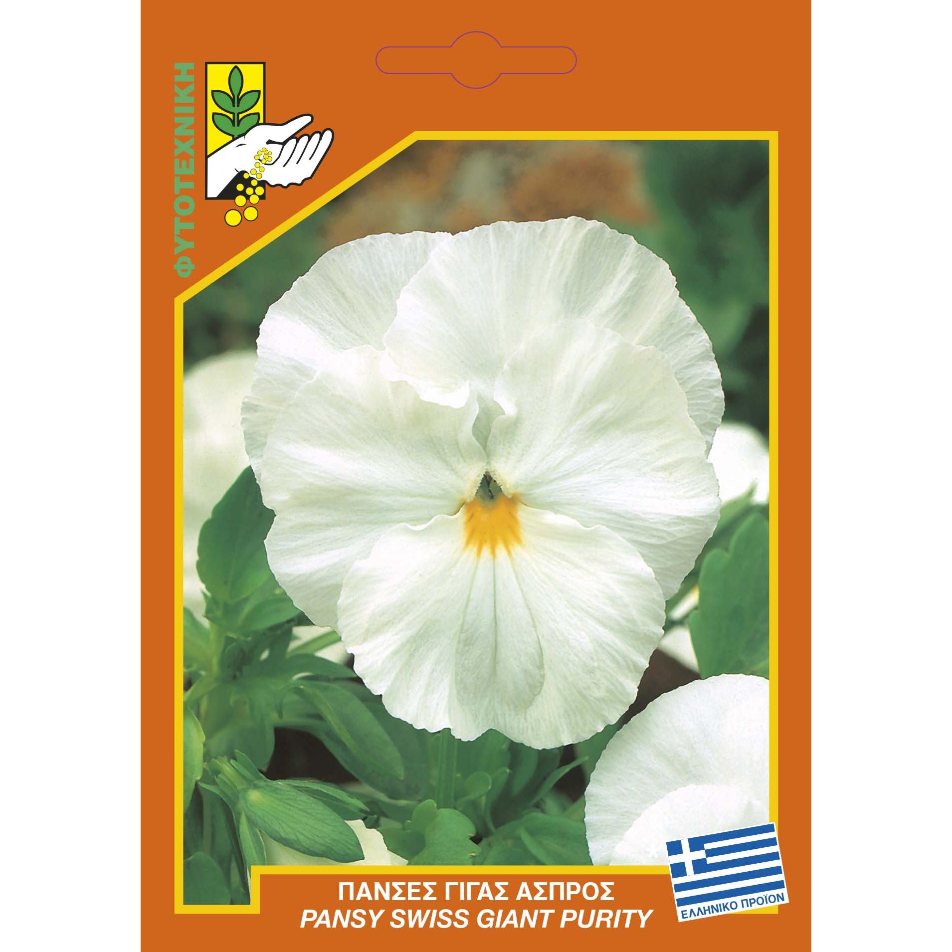 547 Pansy giant purity