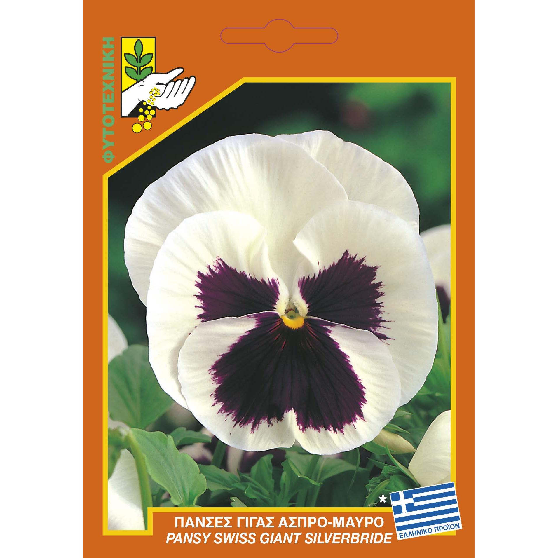 548 Pansy giant silverbride