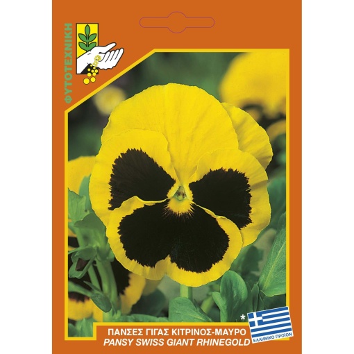 550 Pansy giant rhinegold