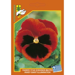 Σπόροι Πανσές Γίγας Κόκκινο Μαύρο