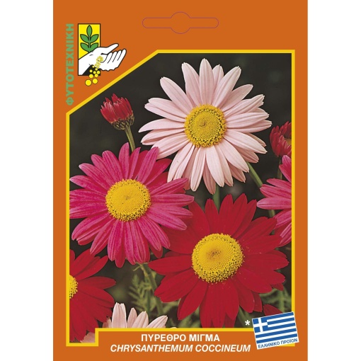 577 Chrysanthemum coccineum