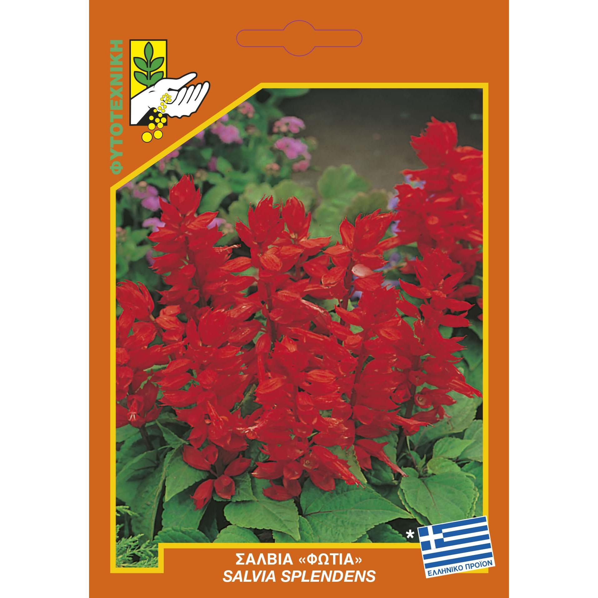 580 Salvia splendens