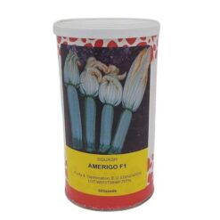 Κολοκύθι Clarion(Amerigo-Alba) F1 | 500 Σπόροι