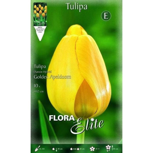 221903 Tulipa Golden Apeldoorn