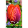 242908 Tulipa Prinses Irene
