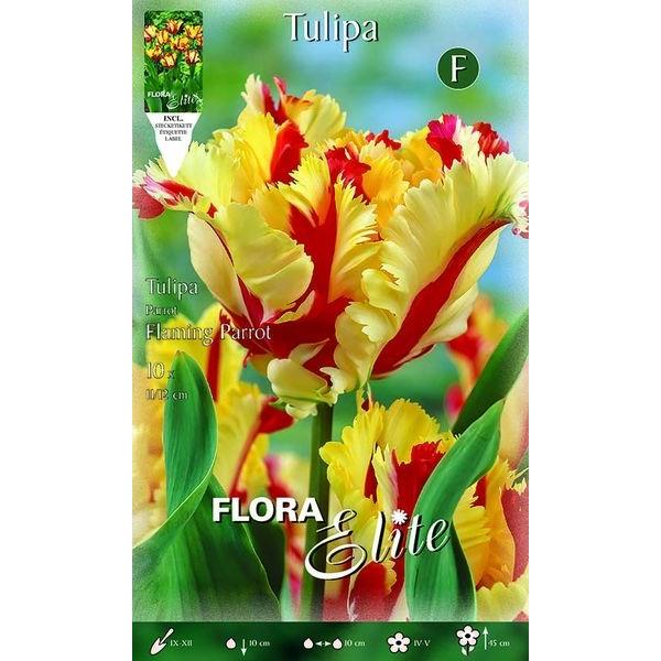 256202 Tulipa Flaming Parrot
