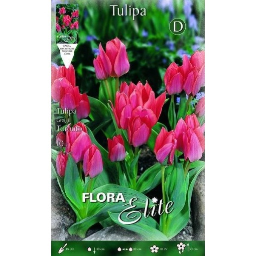 256905 Tulipa Toronto