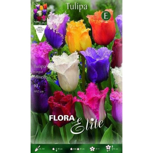 Τουλίπα "Fringed" Μίγμα 1 Τουλίπα "Fringed" Μίγμα