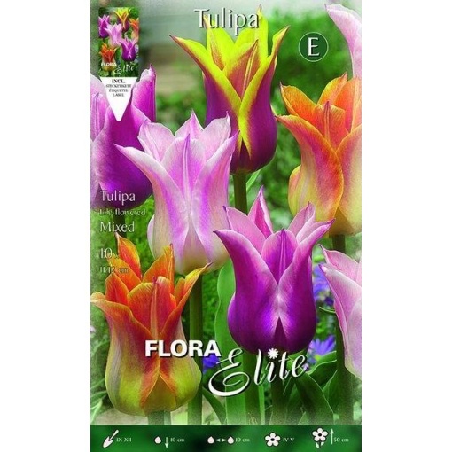 267406 Tulipa Lily flowered