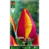 690273 Tulipa Flair