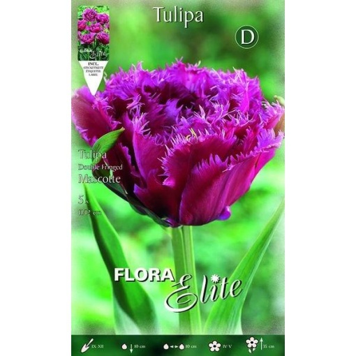 785832 Tulipa Mascotte