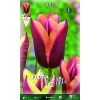 Τουλίπα "Slawa" 3 789267 Tulipa Slawa
