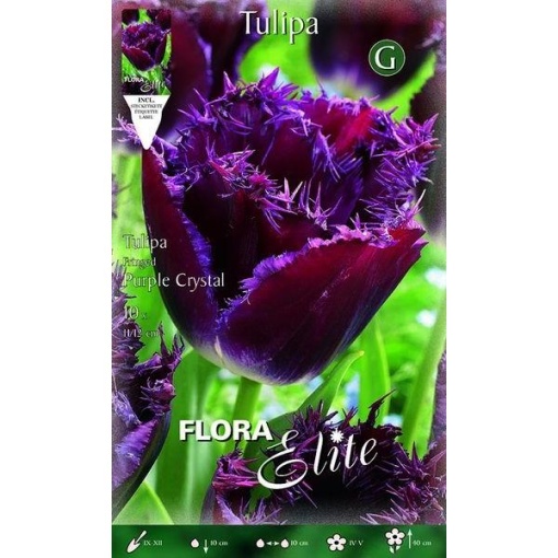 789304 Tulipa Purple Crystal