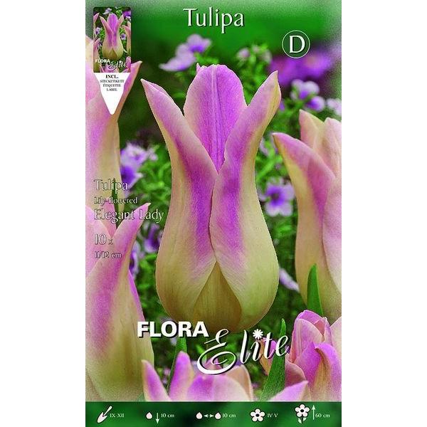 792328 Tulipa Elegant Lady