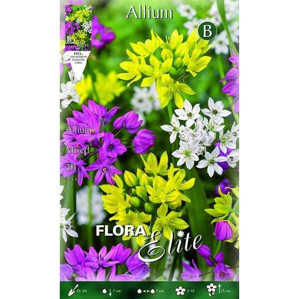 803390 Allium