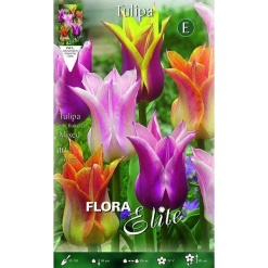 Τουλίπα "Lily" Μίγμα