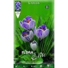 Κρόκος Γίγας "Pickwick" 3 404603 Crocus Pickwick