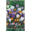Κρόκος Γίγας "Mix" 3 407406 Crocus mixed