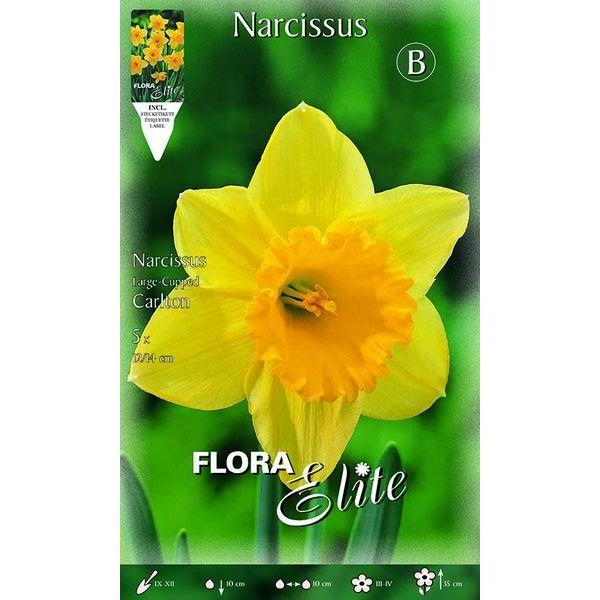 307300 Narcissus Carlton
