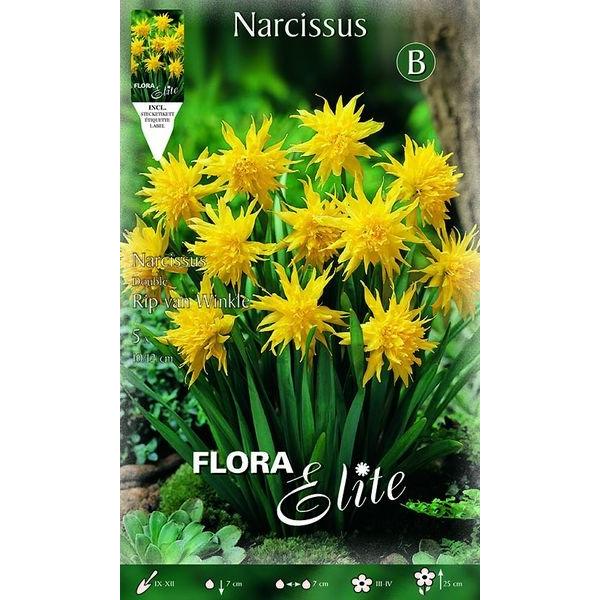 353154 Narcissus Rip van Winkle