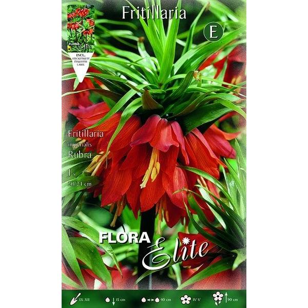 456404Fritillaria Rubra