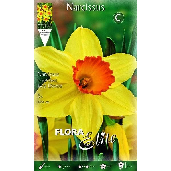 785900 Narcissus Red Devon