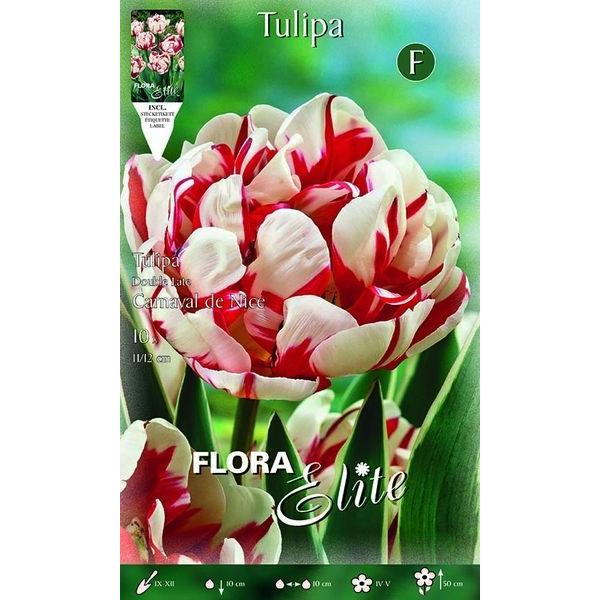 786358 Tulipa Carnaval de Nice