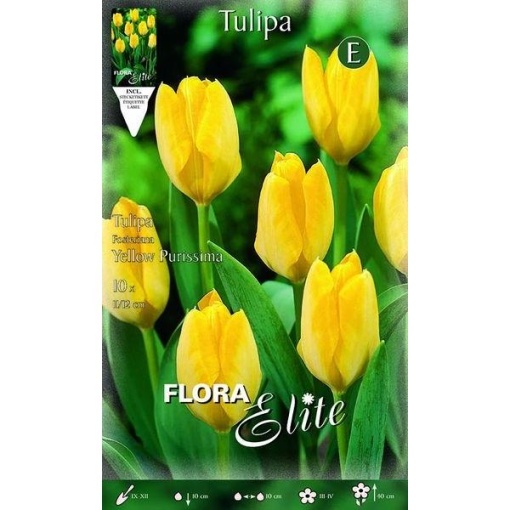 788413 Tulipa Yellow Purissima