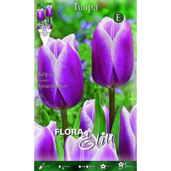 792291 Tulipa Synaeda Blue