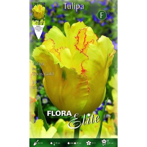 792397 Tulipa Texas Gold