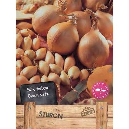 Κοκκάρι " Sturon " | 750gr