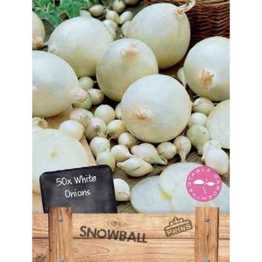 Κοκκάρι Άσπρο "Snowball" | 750gr
