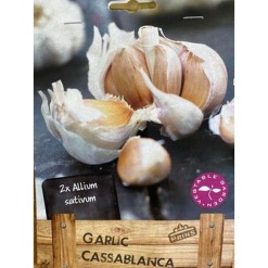 Σκόρδο "Cassablanca"