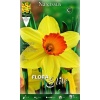 Νάρκισσος "Red Devon" 2 785900 Narcissus Red Devon