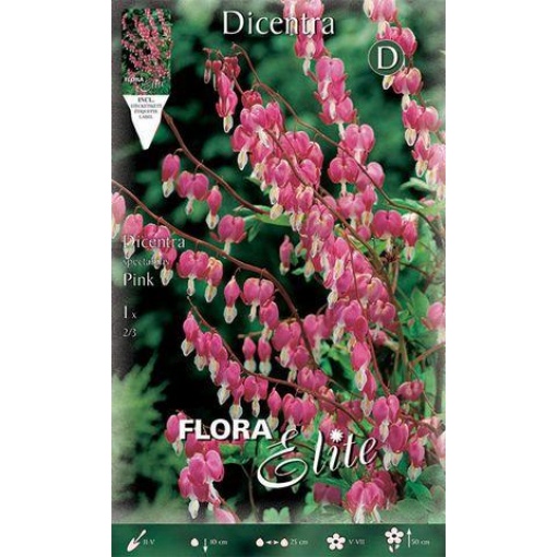 Dicentra Pink