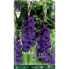 Gladiool Purple Flora