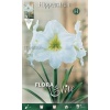 Αμαρυλλίδα Πρεπαρέ Λευκή 2 Hippeastrum White