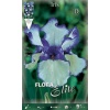 Iris Germanica Blue White