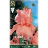 Iris Germanica Pink