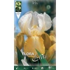 Iris Germanica White Yellow
