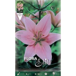 Λίλιουμ "Asiatic Pink"