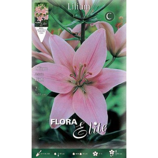 Λίλιουμ "Asiatic Pink"