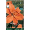 Lilium asiatic Orange