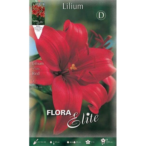 Lilium asiatic Red