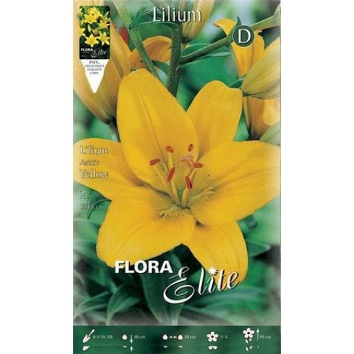 Λίλιουμ "Asiatic Yellow" 1 Λίλιουμ "Asiatic Yellow"