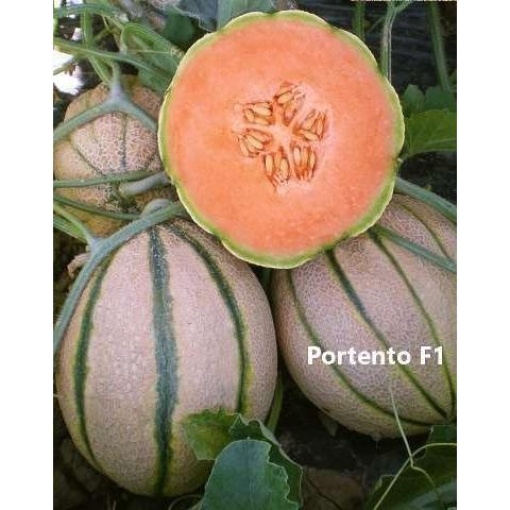 Πεπόνι Τύπου Cantaloup Portento F1 | 500 Σπόρων 2 Πεπόνι Τύπου Cantaloup Portento F1 | 500 Σπόρων - Image 2
